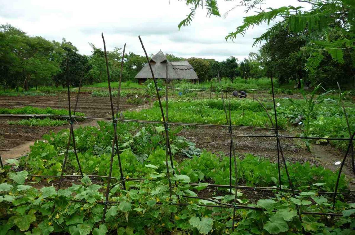 Market Garden Design - jajlindulu